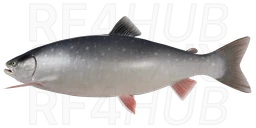 Arctic Char