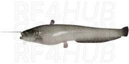 Catfish