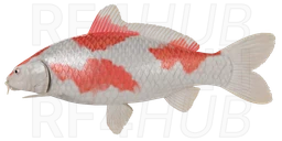 Kohaku