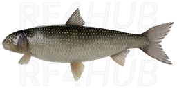 Black Sea Kutum