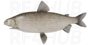 Broad Whitefish