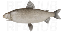 Broad Whitefish