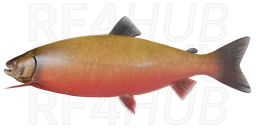 Kuori Char