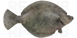 Longhead dab