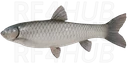 Grass Carp