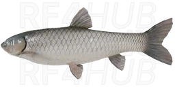 Grass Carp