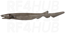 Frilled shark