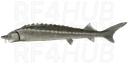 Baltic Sturgeon