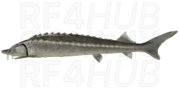 Baltic Sturgeon