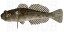 Siberian Sculpin