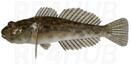 Siberian Sculpin