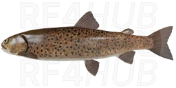 Blunt-snouted lenok