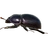 Dung beetle