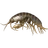 Freshwater Gammarus