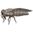 Horse-fly