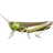 Grasshopper