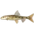 Gudgeon