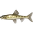 Siberian Gudgeon