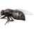 Fly