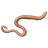 Lugworm