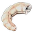 Shrimp