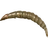 Caddisfly