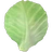 Cabbage leaf