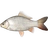 Gibel Carp