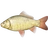 Crucian Carp