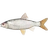 Roach