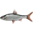 Siberian Roach