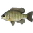 Bluegill