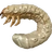 Cockchafer Larva