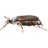 Cockchafer