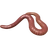 Red compost worm