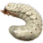 Rhinoceros beetle larva
