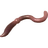 Worm