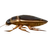 Diving beetle