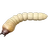 Bark beetle larva