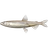 Whitebait