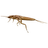 Stonefly larva