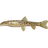 Siberian Loach