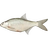 White Bream