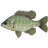 Redear sunfish