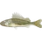 Ruffe